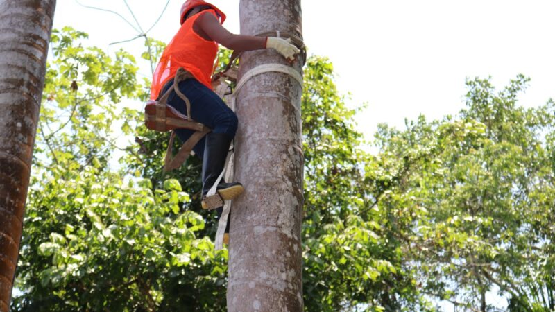 Organizan ‘Concurso Nacional de Subidores de Aguaje’ para promover bionegocios libres de deforestación